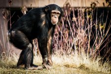 chimptesting.jpg