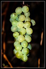 Day338FallGrapes.jpg