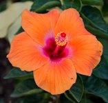 Orangeflower-Banbueng-1.jpg