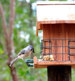 Tufted Titmouse 07.jpg