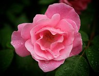 _DSC1004 - Version 2 (1).jpg