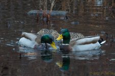 DSC_5926.jpg