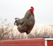 TRAILER T  DUCKS 073.jpg