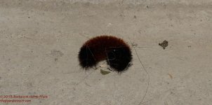 339 Woolly Bear-131207_01.jpg