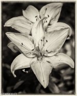 Pink Lily-Edit.jpg