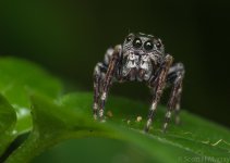 61932d1386489829-spiders-shm_6062.jpg