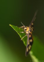 SHM_6042.jpg