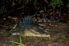 Corroboree Photo Walk-16.jpg