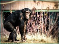 chimp.jpg