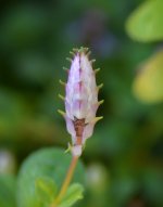 PlectrathusBud.jpg