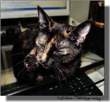 Chitlin_at_computer.jpg