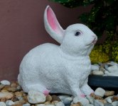 rabbit-1.jpg