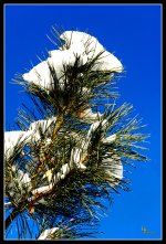 Day344Winter.jpg