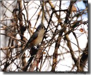 Tufted Titmouse 11.jpg