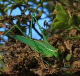 Hopper10Dec2013.jpg