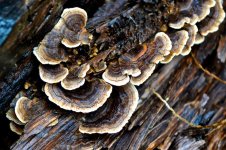 TurkeyTail Lichen.jpg