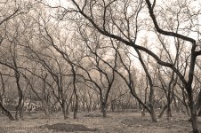 fall B&W.jpg