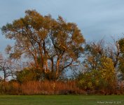 DSC_8790-1-3-1.jpg