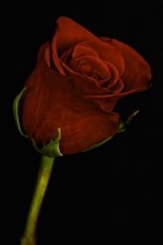 20110608-Rose-4.jpg