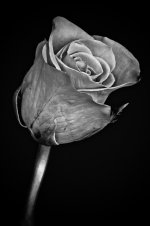 20110608-Rose-3.jpg