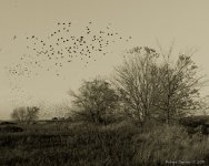 DSC_8840-1-1.jpg