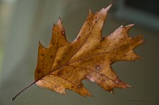 Oak leaf.jpg