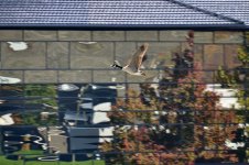 DSC_0256 (800x533).jpg