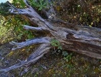 trunk.JPG