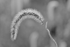 B-W Dew Covered Weed.jpg
