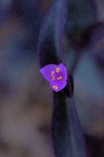 298-Flower.jpg