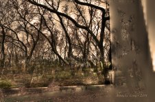 The forest of Sherb wood.jpg