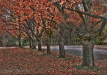 Halloween for trees.jpg