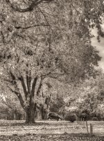 Smart tree.jpg