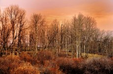 birchtrees-L_tonemapped copy.jpg