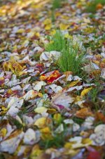 299-Leaves.jpg