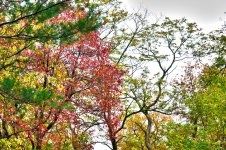 300-trees.jpg
