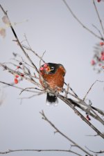 DSC_0062 (533x800).jpg