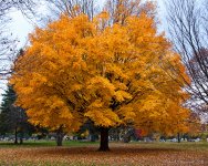 DSC_9256-1-1.jpg