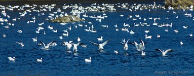 white geese.jpg