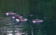 306-Geese.jpg