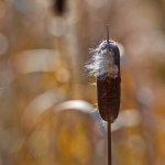november reed.jpg