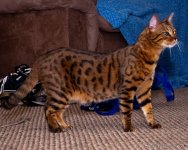 DSC_9292-1-1.jpg