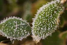 frosty.jpg