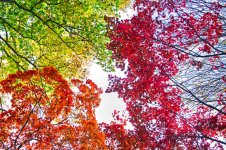 311-fall trees.jpg