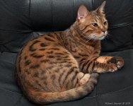 DSC_9369-1-1.jpg