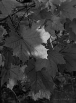 _DSC1107 B&W.jpg
