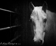 _DSC0088-Edit-Edit-Edit-Edit-Edit.jpg