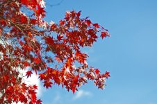 315-Leaves.jpg