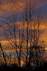 318-sunset trees.jpg