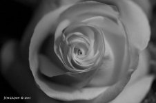 320-Rose.jpg